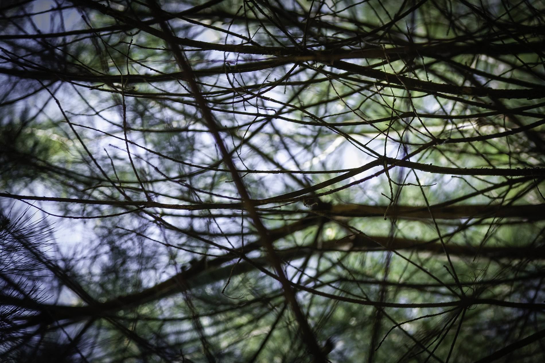 Perez Folds Photography